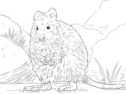 Quokka Coloring page