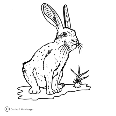 Rabbit Waiting for His Girlfriend  Coloring page