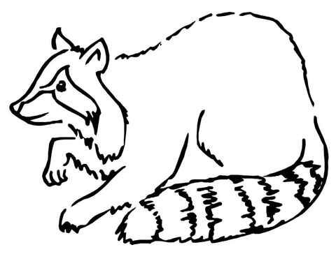 Raccoon Coloring page