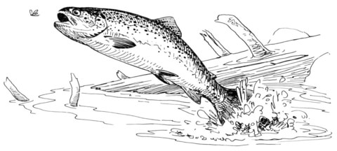 Rainbow trout jumping out of water Coloring page