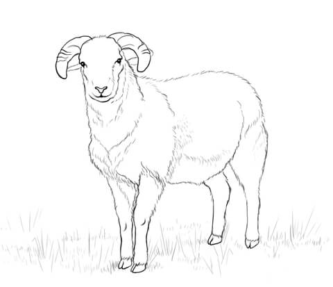 Ram Coloring page