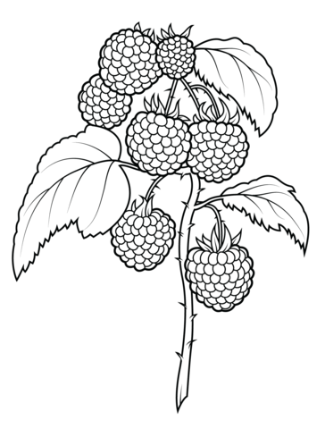 Raspberries Coloring page