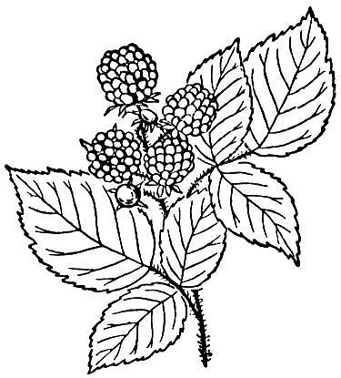 Raspberry with the leaves Coloring page