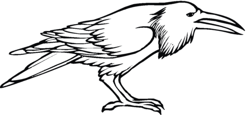 Raven bird Coloring page