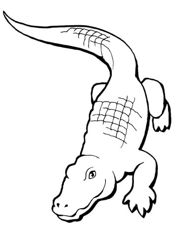 Realistic Alligator Coloring page