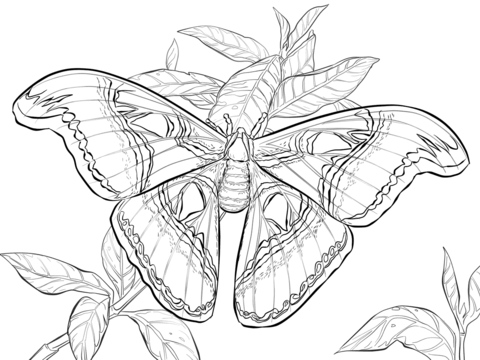 Realistic Atlas Moth Coloring page