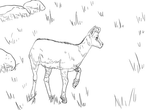 Realistic Chamois Coloring page