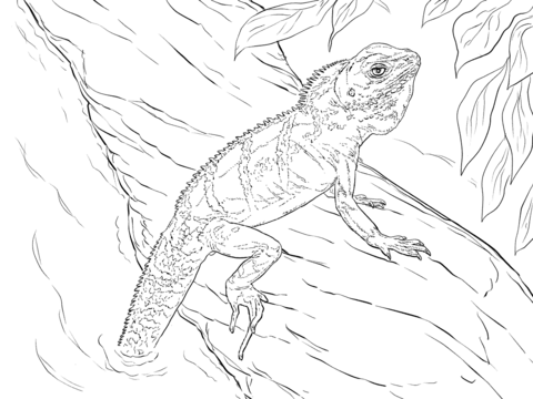 Realistic Chinese Water Dragon Coloring page