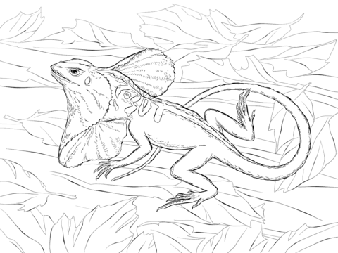 Realistic Frill Necked Lizard Coloring page