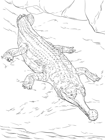 Realistic Gavial Coloring page