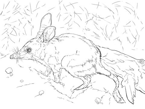 Realistic Greater Bilby Coloring page