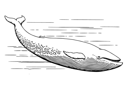 Realistic Grey Whale Coloring page