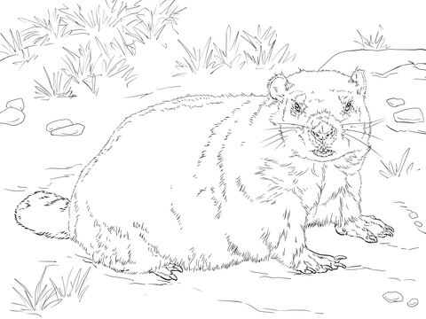 Realistic Groundhog Coloring page