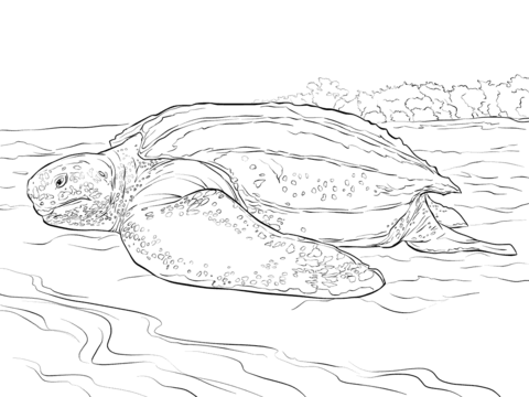 Realistic Leatherback Turtle Coloring page