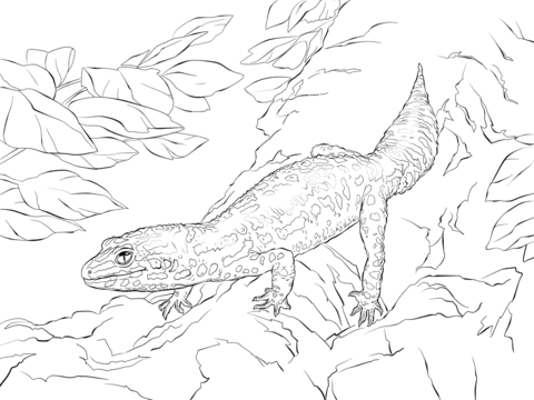 Realistic Leopard Gecko Coloring page