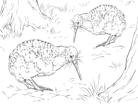Realistic Little Spotted Kiwi Coloring page
