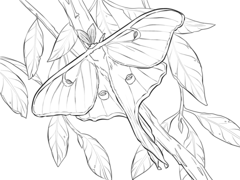 Realistic Luna Moth Coloring page