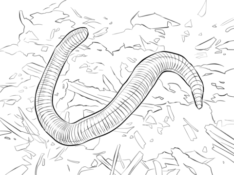 Red Wiggler Worm Coloring page