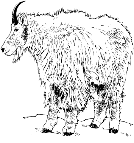 Realistic Rocky Mountain Goat Coloring page