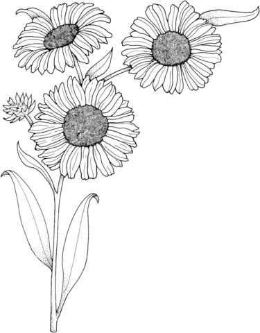Realistic Sunflowers Coloring page