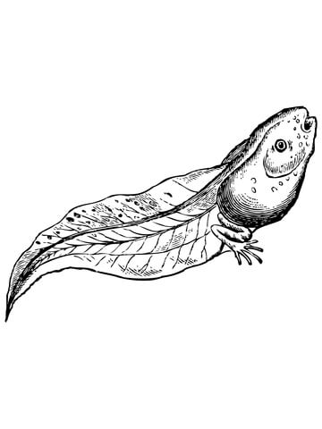 Realistic Tadpole Coloring page