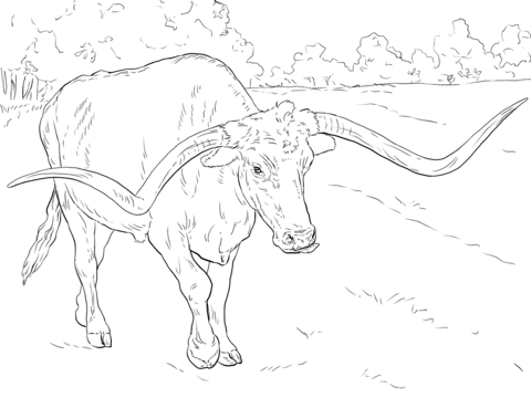 Realistic Texas Longhorn Coloring page