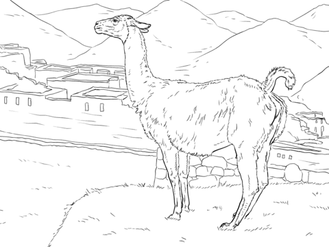 Realistic Vicunas Coloring page