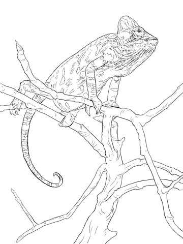 Realistic Veiled Chameleon Coloring page