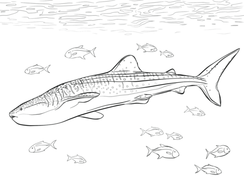 Realistic Whale Shark Coloring page