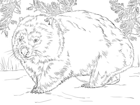 Realistic Wombat Coloring page