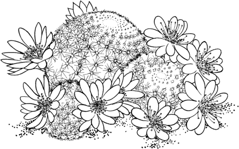Rebutia Deminuta or Crown Cactus Coloring page