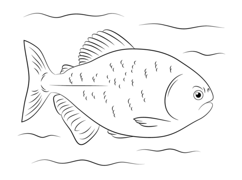 Red Bellied Piranha Coloring page