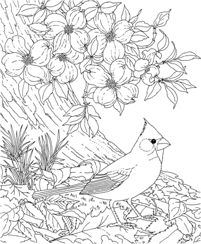 Red Cardinal and Dogwood Blossom North Carolina Bird and Flower Coloring page
