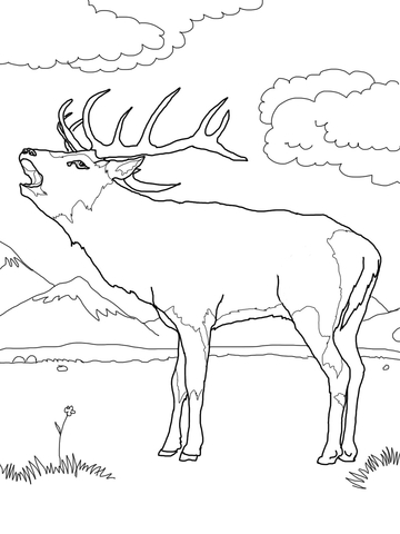 Red Deer Coloring page