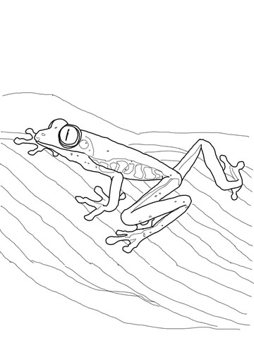 Red Eyed Tree Frog Coloring page