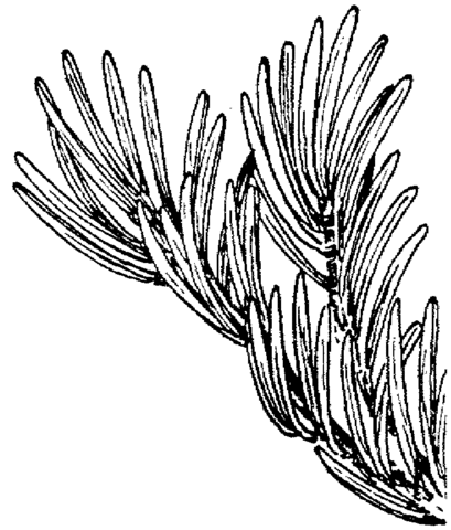 Red Fir or Silvertip Fir Branch Coloring page