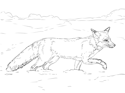 Red Fox Walking on Snow Coloring page