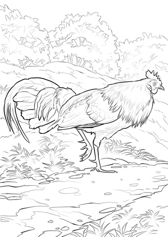 Red Junglefowl Rooster Coloring page