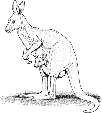 Red Kangaroo with Joey in Pouch Coloring page