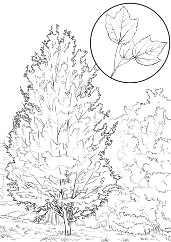 Red Maple Coloring page