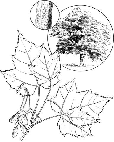 Red Maple Tree Coloring page