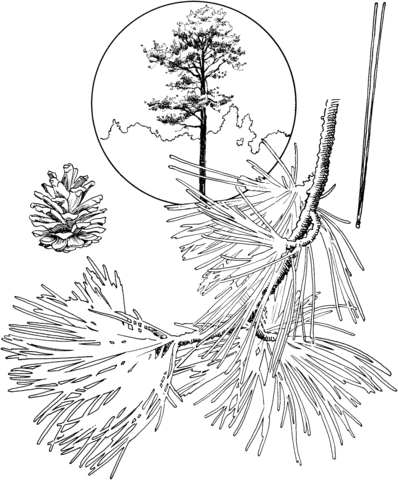 Red Pine Coloring page