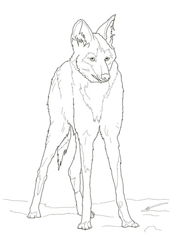 Reddish Maned Wolf Coloring page