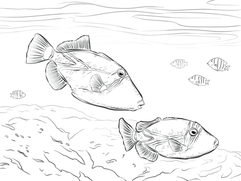 Reef Triggerfish Coloring page