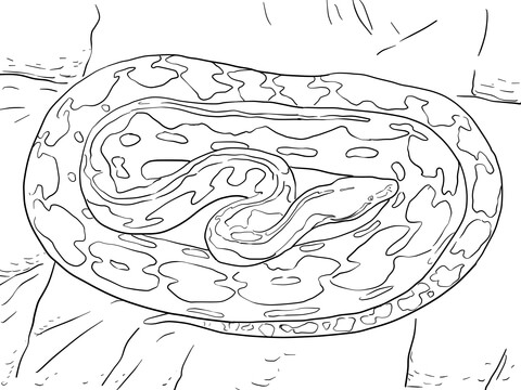 Reticulated Python Coloring page