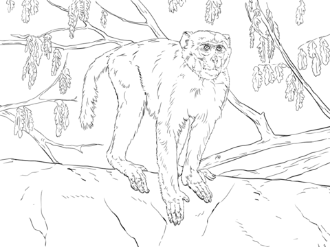 Rhesus Macaque Coloring page