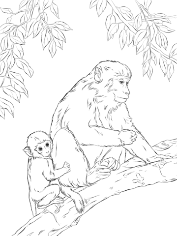 Rhesus Macaque Mother with Cute Baby Coloring page
