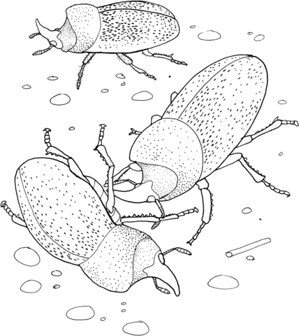 Rhinoceros Beetles Coloring page
