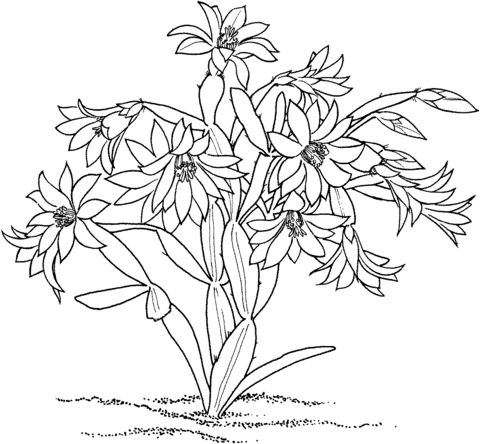 Rhipsalidopsis Rosea Cactus Coloring page