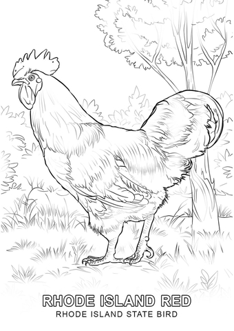 Rhode Island State Bird Coloring page